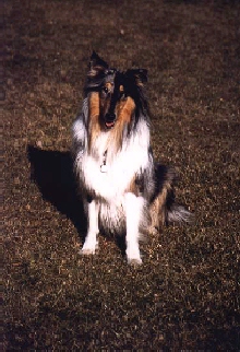 Bild p&aring; hunden Lassie 
Gustav Ferdinan Andersson
