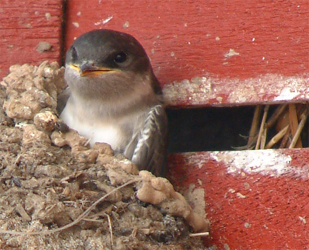 Svalungen utanf&ouml;r v&aring;r stuga nr. 43