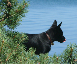 Ankis f&ouml;r&auml;ldrars nya hundtillskott, Kelpinvalpen Yatzy.