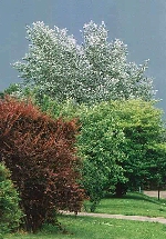 &Aring;ska i luften, vilken natur...